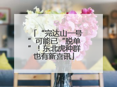 “完达山一号”可能已“脱单”！东北虎种群也有新喜讯