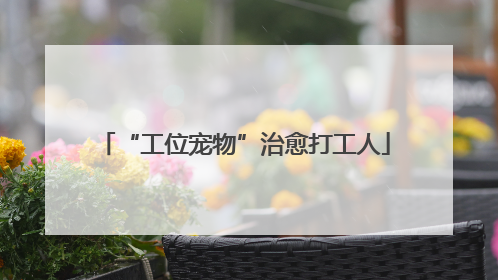 “工位宠物”治愈打工人