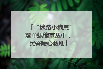“迷路小狍崽”落单蜷缩草丛中，民警暖心救助