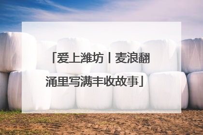 爱上潍坊丨麦浪翻涌里写满丰收故事