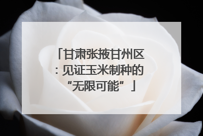 甘肃张掖甘州区：见证玉米制种的“无限可能”