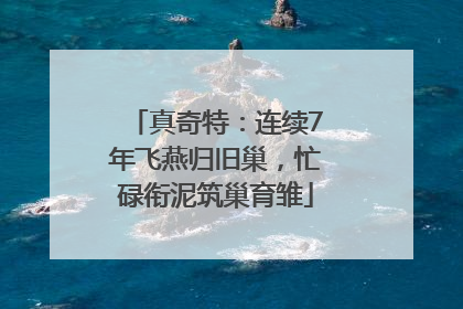 真奇特：连续7年飞燕归旧巢，忙碌衔泥筑巢育雏