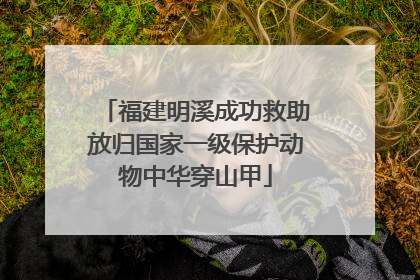 福建明溪成功救助放归国家一级保护动物中华穿山甲