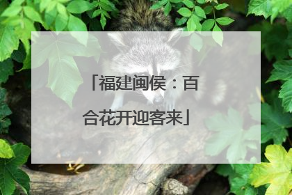 福建闽侯：百合花开迎客来