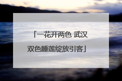 一花开两色 武汉双色睡莲绽放引客