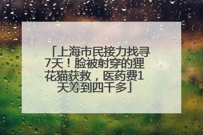 上海市民接力找寻7天！脸被射穿的狸花猫获救，医药费1天筹到四千多