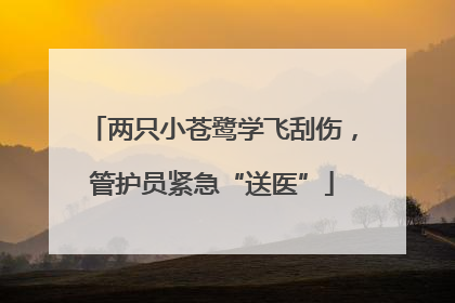 两只小苍鹭学飞刮伤，管护员紧急“送医”