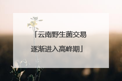 云南野生菌交易逐渐进入高峰期