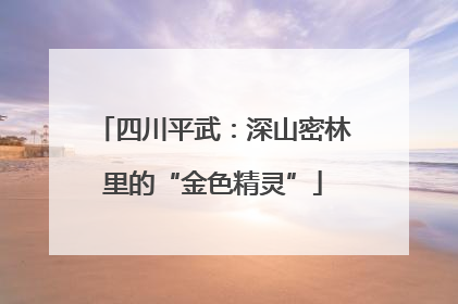 四川平武：深山密林里的“金色精灵”