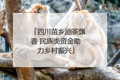 四川苗乡油茶飘香 民族类资金助力乡村振兴