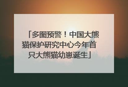多图预警！中国大熊猫保护研究中心今年首只大熊猫幼崽诞生