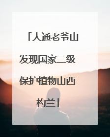 大通老爷山发现国家二级保护植物山西杓兰