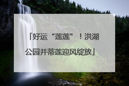 好运“莲莲”！洪湖公园并蒂莲迎风绽放