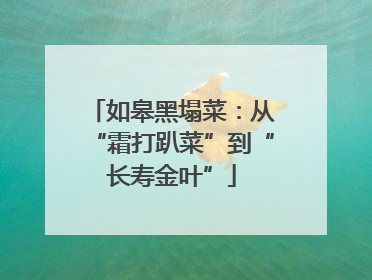 如皋黑塌菜：从“霜打趴菜”到“长寿金叶”