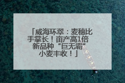 威海环翠：麦穗比手掌长！亩产高1倍 新品种“巨无霸”小麦丰收！