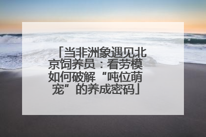 当非洲象遇见北京饲养员：看劳模如何破解“吨位萌宠”的养成密码