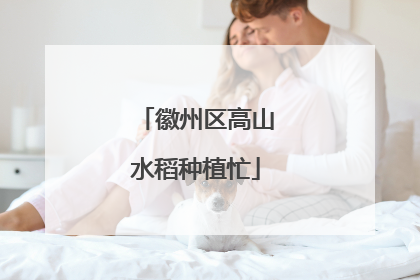 徽州区高山水稻种植忙