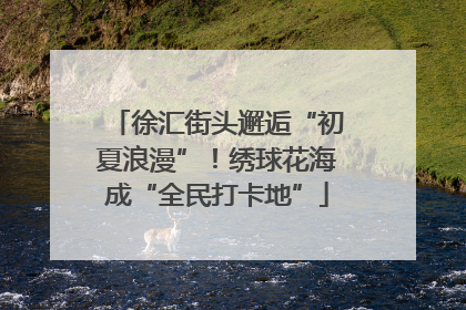 徐汇街头邂逅“初夏浪漫”！绣球花海成“全民打卡地”
