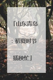 山东青岛：初夏时节插秧忙