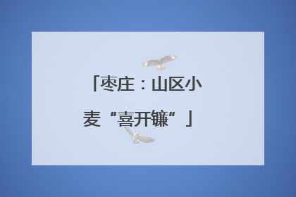 枣庄：山区小麦“喜开镰”