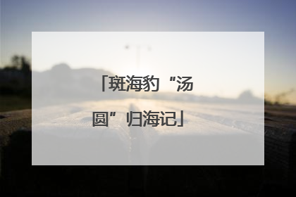 斑海豹“汤圆”归海记
