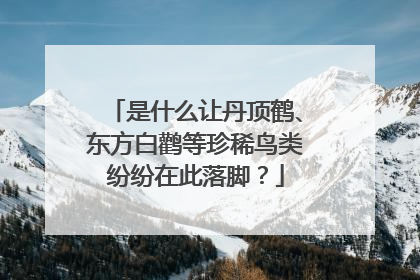是什么让丹顶鹤、东方白鹳等珍稀鸟类纷纷在此落脚？