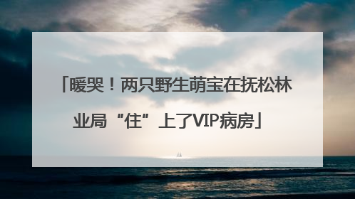 暖哭！两只野生萌宝在抚松林业局“住”上了VIP病房