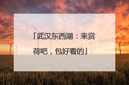 武汉东西湖：来赏荷吧，包好看的
