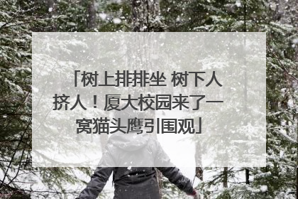 树上排排坐 树下人挤人！厦大校园来了一窝猫头鹰引围观