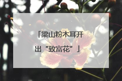 梁山粉木耳开出“致富花”
