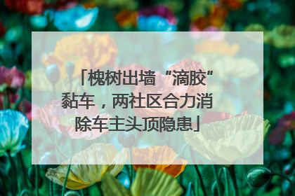 槐树出墙“滴胶”黏车，两社区合力消除车主头顶隐患