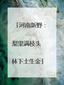 河南新野：梨果满枝头 林下土生金
