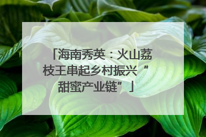 海南秀英：火山荔枝王串起乡村振兴“甜蜜产业链”