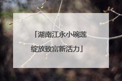 湖南江永小碗莲绽放致富新活力