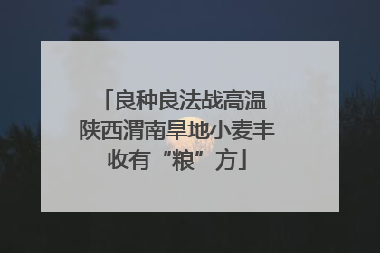 良种良法战高温 陕西渭南旱地小麦丰收有“粮”方