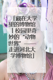 藏在大学里的博物馆丨校园里奇妙的“动物世界”——走进河北大学博物馆