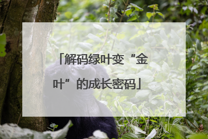 解码绿叶变“金叶”的成长密码