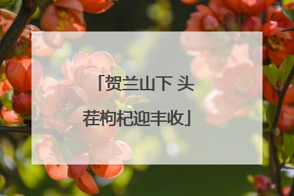 贺兰山下 头茬枸杞迎丰收