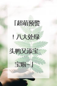 超萌预警！八大处绿头鸭又添宝宝啦~