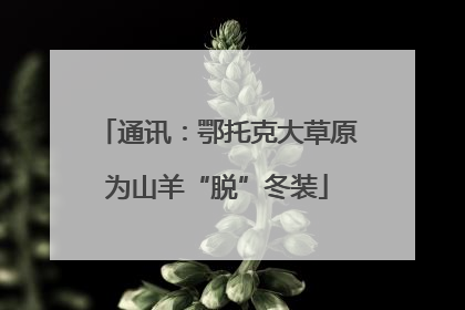 通讯：鄂托克大草原为山羊“脱”冬装