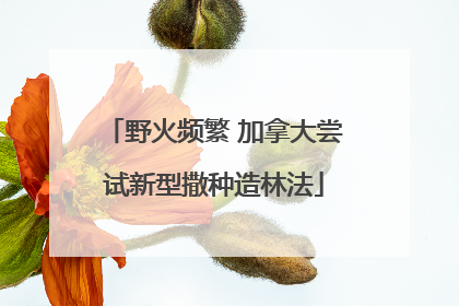 野火频繁 加拿大尝试新型撒种造林法