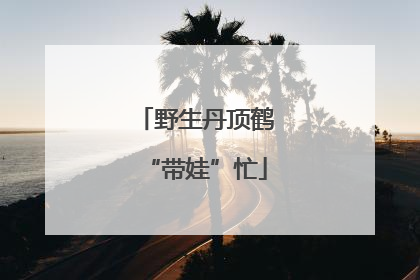 野生丹顶鹤“带娃”忙