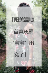阳关湿地：首窝灰雁“宝宝”出窝了