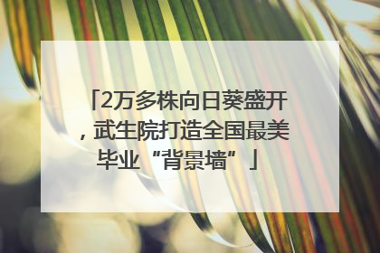 2万多株向日葵盛开，武生院打造全国最美毕业“背景墙”