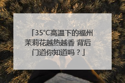 35℃高温下的福州茉莉花越热越香 背后门道你知道吗？
